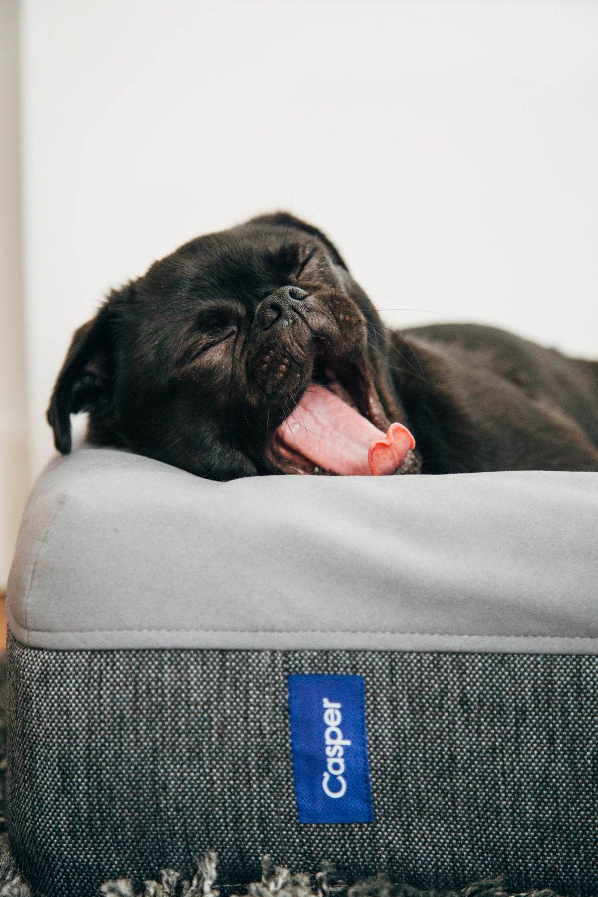 Pet Supplies Beyond Basics: What's Essential? - North Peak Garden Furniture