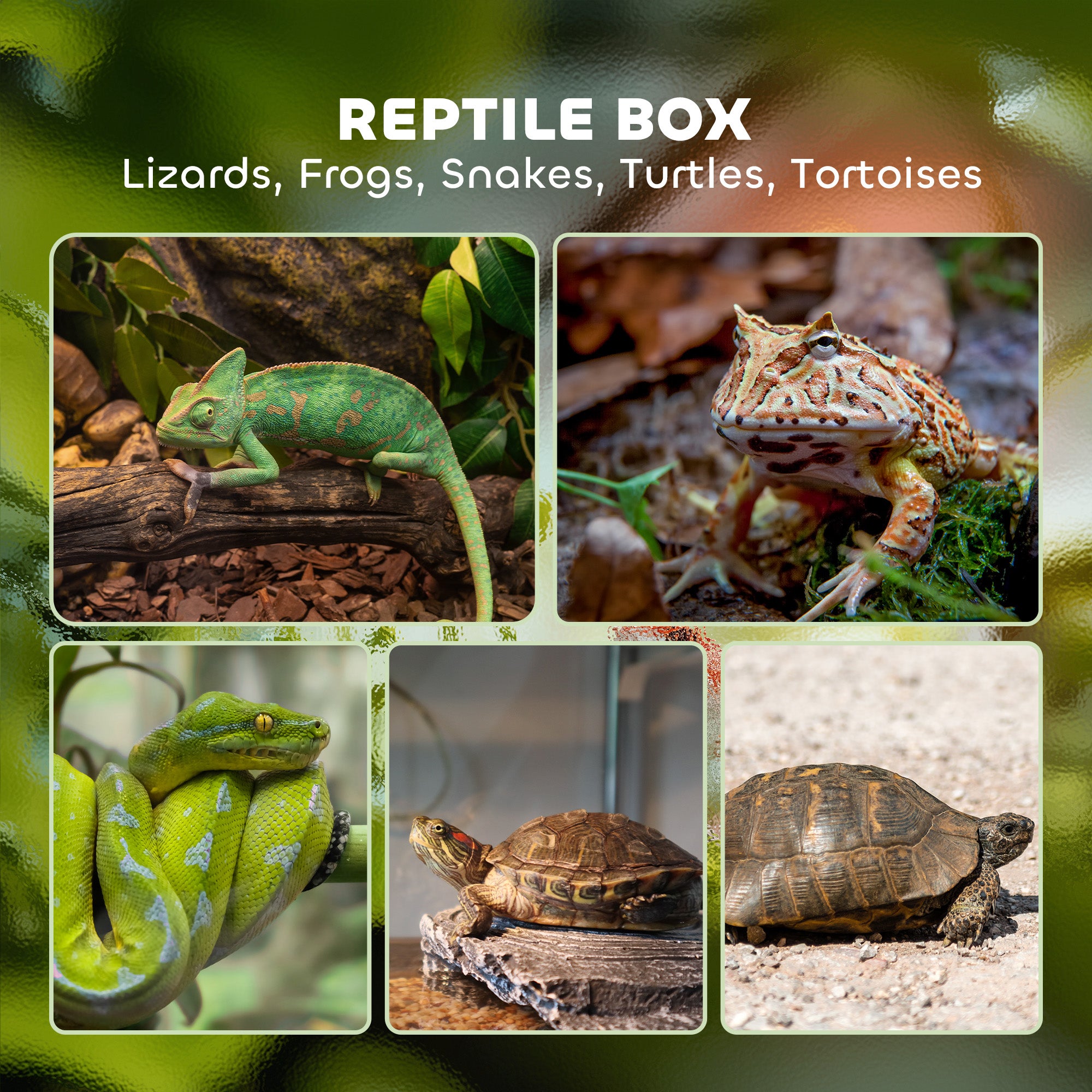 PawHut 40L Vivarium for Lizards, Frogs, Snakes, Turtles, Tortoises w/ Anti-Escape Design, Ventilation - North Peak Garden Furniture