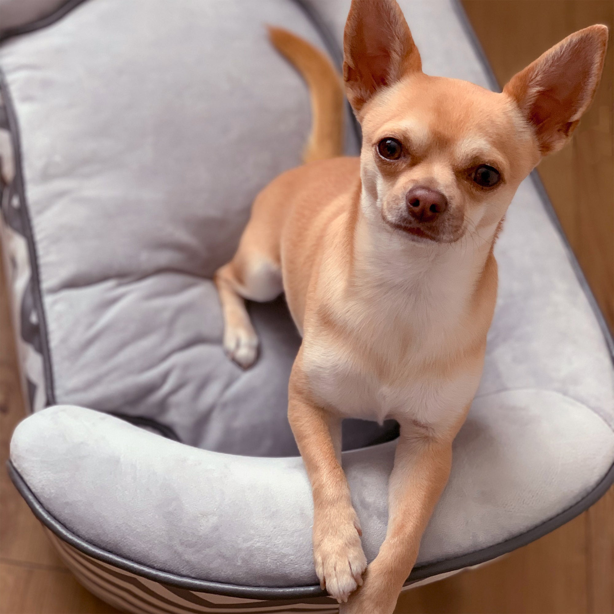 PawHut Dog Sofa Pet Couch for XS Dogs w/ Removable Sponge Padded Cushion - Grey - North Peak Garden Furniture