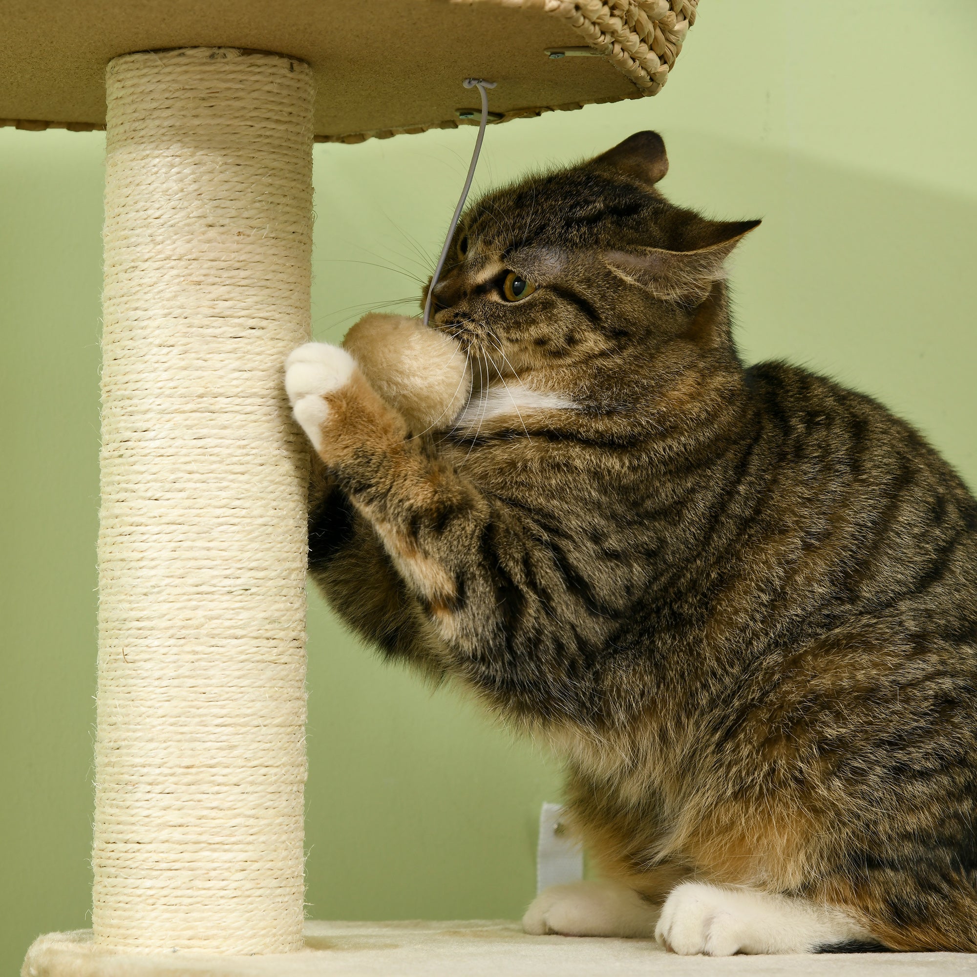 PawHut Cat Tree Activity Centre, with Cattail, Bed, Cat House, Sisal Post, Ball - Natural Tone - North Peak Garden Furniture