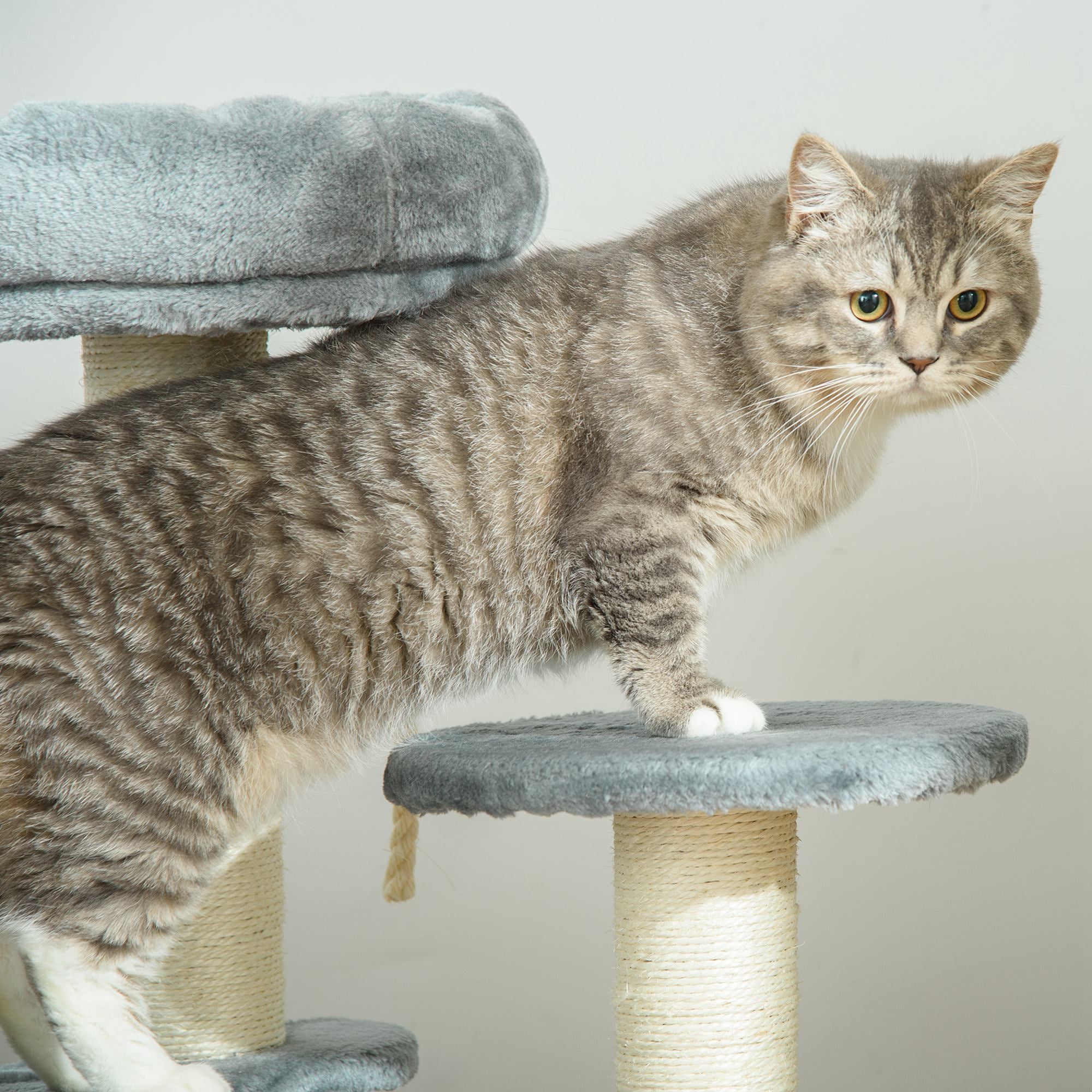 PawHut Cat Tree 65 cm, Kitty Scratcher, Kitten Activity Centre with 2 Perches & Hanging Sisal Rope, Grey