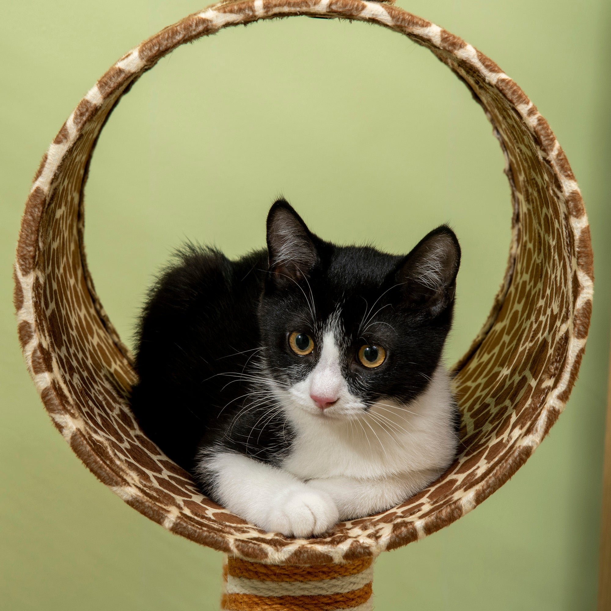 PawHut Giraffe-Designed Cat Tree, with Scratching Posts, Cat Tunnel, Toy Ball - Beige - North Peak Garden Furniture