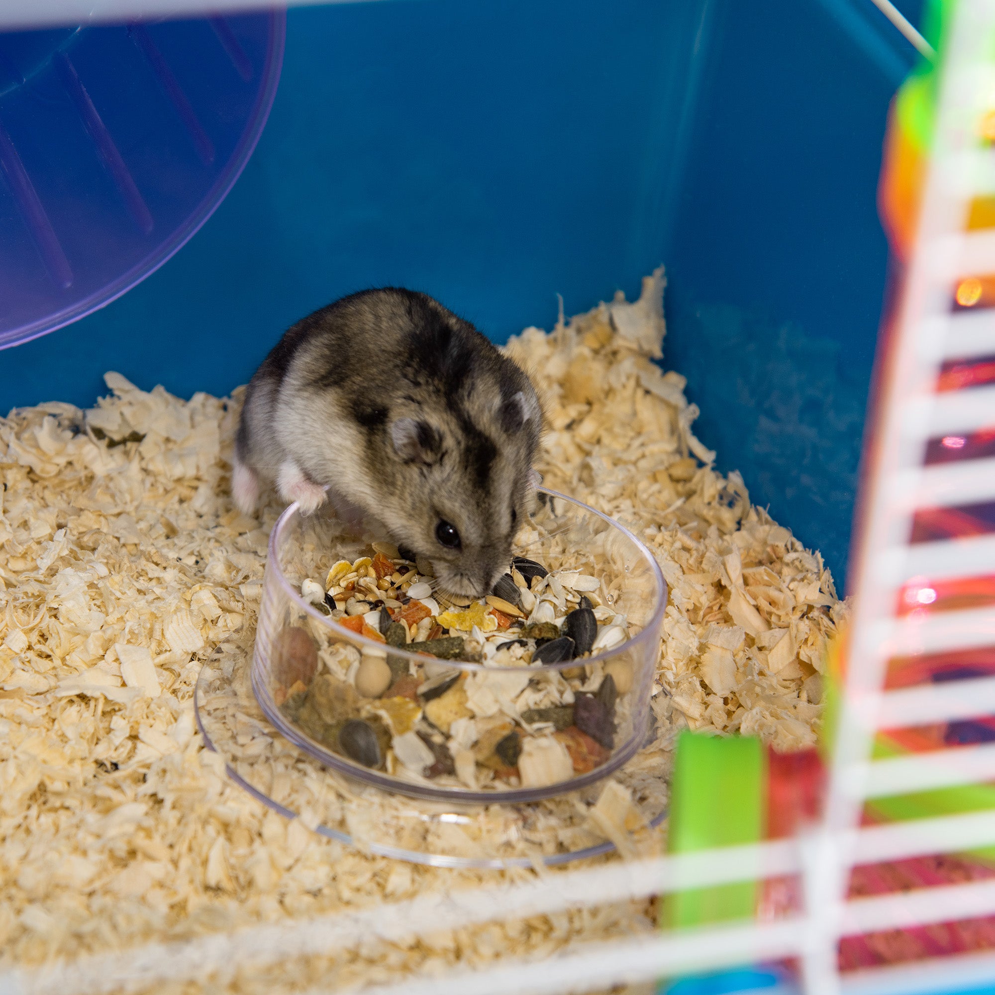 PawHut Hamster Cage with Tunnel Tube System, 5 Level Gerbil Haven with Water Bottle, Exercise Wheel, Food Dish, Ramps 59 cm x 36 cm x 69 cm - Blue - North Peak Garden Furniture