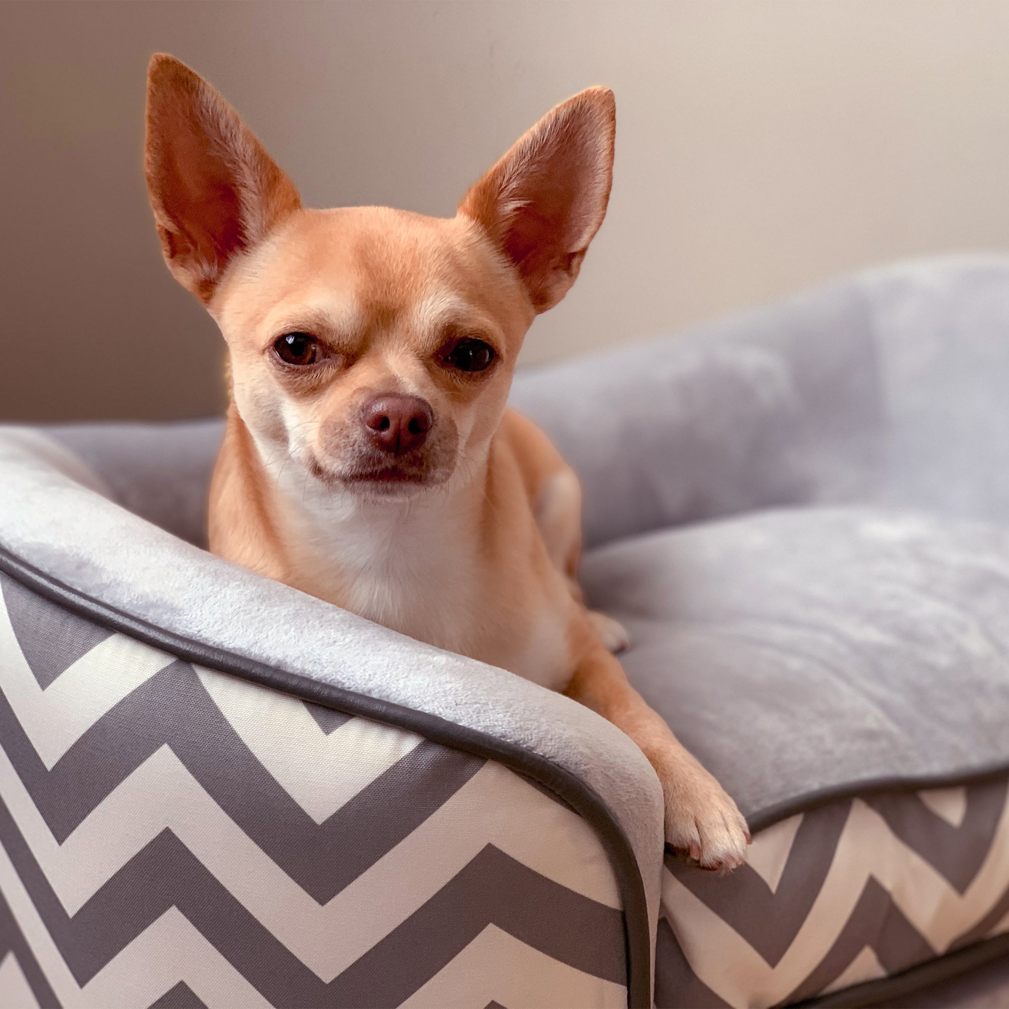 PawHut Dog Sofa Pet Couch for XS Dogs w/ Removable Sponge Padded Cushion - Grey - North Peak Garden Furniture